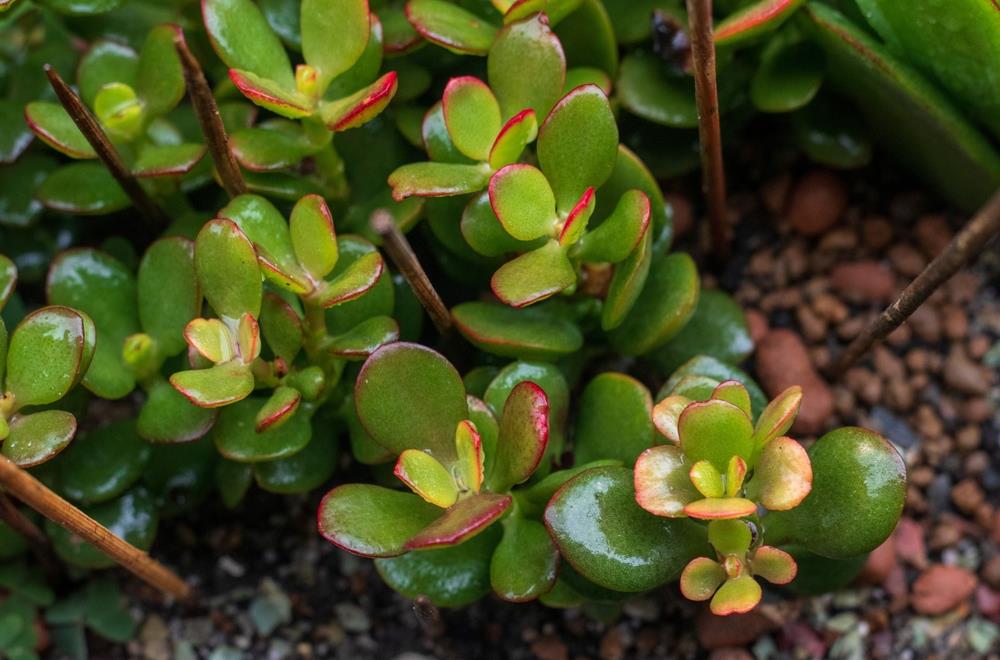 Árbol de jade en primavera: qué hacer con esta planta para estimular su crecimiento